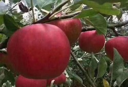 国产糖心苹果的营养价值与市场前景检视