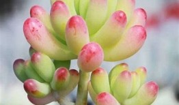 多乙糖心在线观看的全网资源及观看指南，畅享精彩内容！