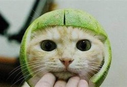 糖心VLOG官网：柚子猫的精彩生活与趣味分享
