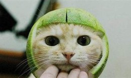 糖心VLOG官网：柚子猫的精彩生活与趣味分享