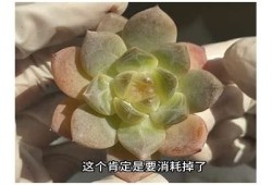 糖心剧情全集在线免费观看