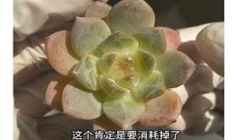 糖心在线免费观看，高清版精彩剧情尽在其中