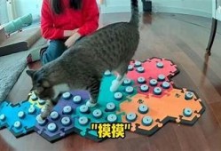 可爱糖心小猫视频分享，带你领略萌宠的趣味生活与俏皮瞬间