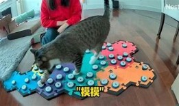 可爱糖心小猫视频分享，带你领略萌宠的趣味生活与俏皮瞬间