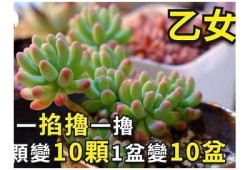 多乙：糖心在线观看 - 快来体验甜蜜冒险的电影之旅