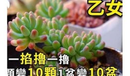 多乙：糖心在线观看 - 快来体验甜蜜冒险的电影之旅