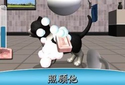 猫宝宝糖心在线：探索可爱猫咪的世界，分享养猫技巧与生活乐趣