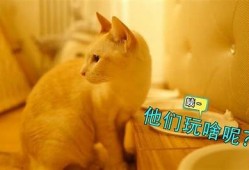 探索糖心VLOG：遇见可爱柚子猫的奇妙时光