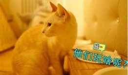 探索糖心VLOG：遇见可爱柚子猫的奇妙时光