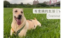 探索生活点滴：糖心Vlog带你体验每一天的美好