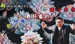 绝配苏心糖在线观看：畅享甜蜜爱情故事的国语版精彩内容
