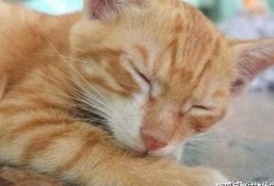 糖心Vlog：全新柚子猫视频免费观看，快来体验可爱之旅！