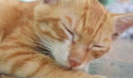 糖心Vlog：全新柚子猫视频免费观看，快来体验可爱之旅！