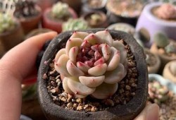 多肉植物国产天鹅绒是否会出现糖心特征？探讨与检视