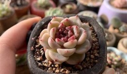 多肉植物国产天鹅绒是否会出现糖心特征？探讨与检视