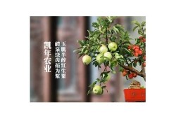 糖心出品在线观看蜘蛛：精彩剧情与视觉盛宴尽在掌握！