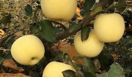 “国产糖心苹果的特点与种植优势调查”