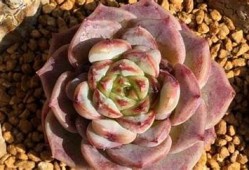 国产天鹅绒多肉真的会出糖心吗？一探究竟！