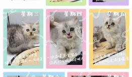 可爱猫宝宝糖心在线，与你分享萌宠日常和养护经验！