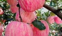 探索甜蜜：国产糖心苹果的种植与营养价值