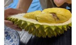 糖心榴莲视频：探索榴莲的特有魅力与美味吃法