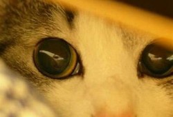 柚子猫糖心Vlog：探索国产产品的魅力与美好生活