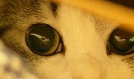 柚子猫糖心Vlog：探索国产产品的魅力与美好生活