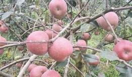 国产糖心苹果的口感与营养研究，值得尝试吗？
