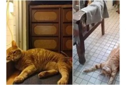 糖心橘猫：温馨治愈的萌宠奇幻之旅在线阅读