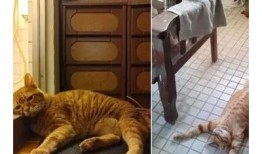 糖心橘猫：温馨治愈的萌宠奇幻之旅在线阅读