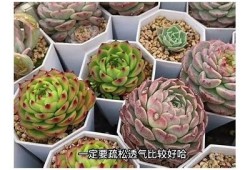 “国产天鹅绒多肉是否会出现糖心方向？探讨与解析”