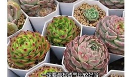 “国产天鹅绒多肉是否会出现糖心方向？探讨与解析”