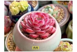狗哥超精品糖心多肉，在线观赏与养护技巧分享
