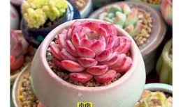 狗哥超精品糖心多肉，在线观赏与养护技巧分享
