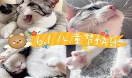 可爱糖心猫宝宝视频分享，萌宠日常陪你快乐每一天