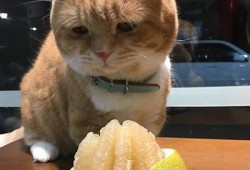 糖心Vlog：萌宠柚子猫的可爱日常与趣味视频分享