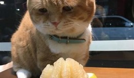 糖心Vlog：萌宠柚子猫的可爱日常与趣味视频分享