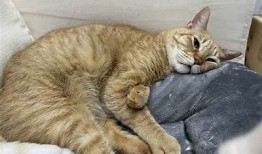 橘子猫糖心在线：宠物猫咪的乐趣与养护秘籍