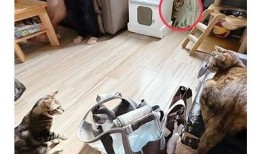探秘柚子猫的糖心Vlog：甜蜜日常与趣味生活全记录