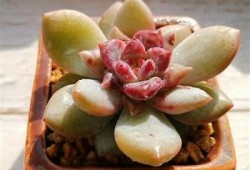 糖心在线免费观看：刺激与甜蜜的精彩第一页