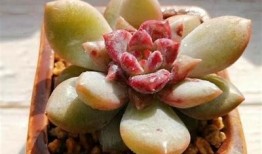糖心在线免费观看：刺激与甜蜜的精彩第一页