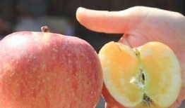 “糖心视频iOS版免费下载指南及使用技巧分享”