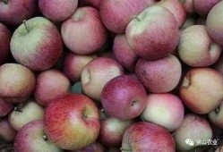 探秘国产糖心苹果：美味与营养的完美结合
