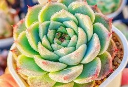 国产天鹅绒多肉植物是否能出糖心？揭秘其生长特性与养护技巧
