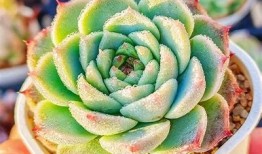 国产天鹅绒多肉植物是否能出糖心？揭秘其生长特性与养护技巧