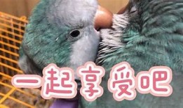可爱兔兔的日常生活：甜蜜糖心Vlog分享快乐瞬间