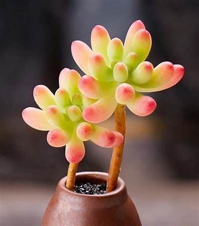糖心多乙在线观看：极速播放，畅享精彩剧情与甜蜜爱情！