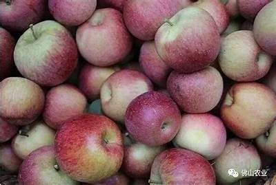 探秘国产糖心苹果：美味与营养的完美结合
