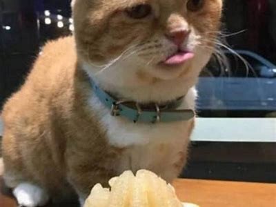 “糖心柚子猫Vlog：萌宠日常生活精彩剪辑合集”
