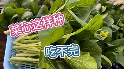 菜鸟糖心：青春萌动中的爱情与成长
